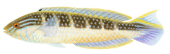 Bluethroat Rainbow Wrasse-2 male,Suezichthys cyanolaemus|Realistic High quality scientific illustration 