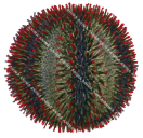 Urchin,Holopneustes sp.,Roger Swainston,Animafish