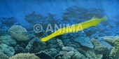 Underwater painting of theTrumpetfish,Point Maud,Ningaloo,Australia,Underwater painting by Roger Swainston
