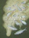 Feeding frenzies of Bleak/Ablettes,Alburnus alburnus.Underwater painting by Roger Swainston