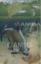 Bream-Bremes with lure,Abramis brama.High quality Illustration by R. Swainston