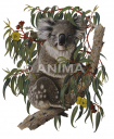 koala-for web-site