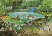 Aquatic Life, Loire river,France,High quality illustration by R.Swainston