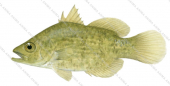 Spiky Bass,Hypopterus macropterus by Roger Swainston ANIMAfish