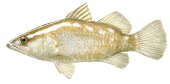 Barramundi,Juvenile,Lates calcarifer by Roger Swainston,Animafish