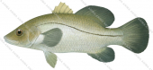 illustration of the Sand Bass,Psammoperca waigiensis by Roger Swainston,Animafish
