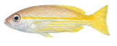 Bigeye Snapper-2,Lutjanus lutjanus,Roger Swainston,Animafish