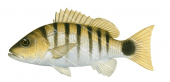 Blackbanded Snapper,Lutjanus semicinctus,Roger Swainston,Animafish