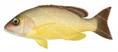 Blacktail Snapper,Lutjanus fulvus,Roger Swainston,Animafish