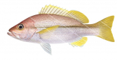 Brownstripe Snapper-3,Lutjanus vitta,Roger Swainston,Animafish
