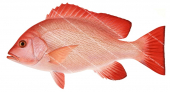 Crimson Snapper,Lutjanus erythropterus,Roger Swainston,Animafish