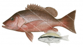 Adult and Juvenile Darktail Snapper,Lutjanus lemniscatus,Lutjanus lemniscatus,Roger Swainston,Animafish