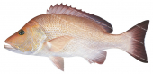 Darktail Snapper-2,Lutjanus lemniscatus,Roger Swainston,Animafish