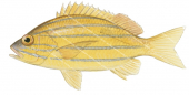 Fiveline Snapper,Lutjanus quinquelineatus,Roger Swainston,Animafish