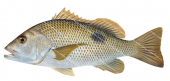 Golden Snapper-2,Lutjanus johnii,Roger Swainston,Animafish