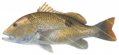 Golden Snapper-1,Lutjanus johnii,Roger Swainston,Animafish