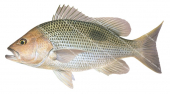 Golden Snapper Golden Snapper Alive position,Lutjanus johnii,Lutjanus johnii,Roger Swainston,Animafish