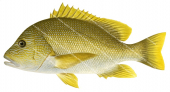 Maori Snapper-2,Lutjanus rivulatus,Roger Swainston,Animafish