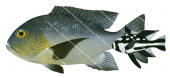 Midnight Snapper,Macolor macularis,Roger Swainston,Animafish