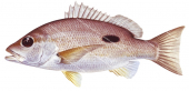 Moses Snapper-3,Lutjanus russelli,Roger Swainston,Animafish