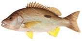 Moses Snapper-4,Lutjanus russelli,Roger Swainston,Animafish