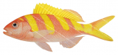 Oblique-banded Snapper,Pristipomoides zonatus,Roger Swainston,Animafish