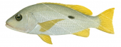 Onespot Snapper,Lutjanus monostigma,Roger Swainston,Animafish