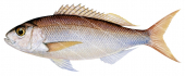 Rosy Snapper-2,Pristipomoides filamentosus,Roger Swainston,Animafish
