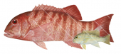 Chinamanfish-1,Symphorus nematophorus,Roger Swainston,Animafish