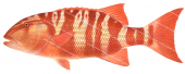 ChinamanFish-3,Symphorus nematophorus,Roger Swainston,Animafish