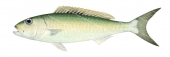 Green Jobfish-2,Aprion Virescens,Roger Swainston,Animafish