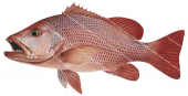 Mangrove Jack-2,Lutjanus argentimaculatus,Roger Swainston,Animafish