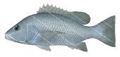 Mangrove Jack-3,Lutjanus argentimaculatus,Roger Swainston,Animafish