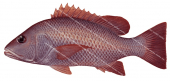 Mangrove Jack-5,Lutjanus argentimaculatus,Roger Swainston,Animafish