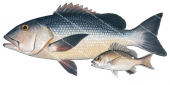 Adult &juvenile Red Bass-1,Lutjanus bohar scientific illustration by Roger Swainston