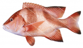 Red Emperor-2,Lutjanus sebae,Roger Swainston,Animafish