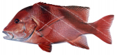 Red Emperor-4,Lutjanus sebae,Roger Swainston,Animafish