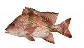 Red Emperor-6,Lutjanus sebae,Roger Swainston,Animafish