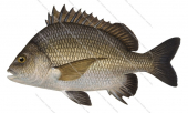 Pikey Bream,Acanthopagrus berda,Scientific illustration by Roger Swainston,Animafish