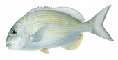 Tarwhine,Rhabdosargus sarba,Alive position illustration by Roger Swainston,Animafish