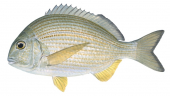 Tarwhine-3,Rhabdosargus sarba,Roger Swainston,Animafish