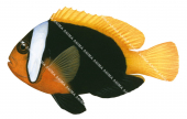 Anemonefish,Blackback,Amphiprion melanopus,Roger Swainston,Animafish