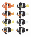 8 Anemonefishes colour morphs Scientific illustration byRoger Swainston