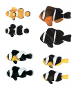 Anemonefishes Melanistic and Normal colour forms