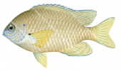 Damsel,Ambon-2,Pomacentrus amboinensis,Roger Swainston,Animafish