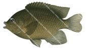 Damsel,Biglip-2,Cheiloprion labiatus,Roger Swainston,Animafish