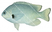 Damsel,Blackmargin,Pomacentrus nigromarginatus,Roger Swainston,Animafish