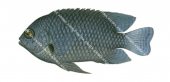 Damsel,Blue-scribbled-1,Pomacentrus nagasakiensis,Roger Swainston,Animafish