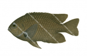 Damsel,Charcoal,Pomacentrus brachialis,Roger Swainston,Animafish