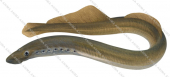 European River Lamprey,Lampetra fluviatilis,Roger Swainston,Animafish